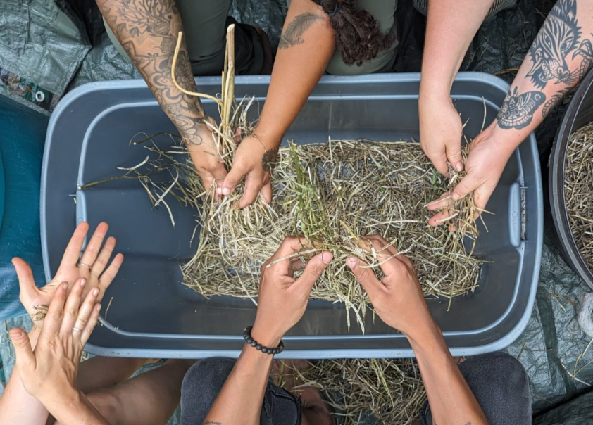 Taro | Explore Taro Cultivation & Recipes Today — Utopian Seed Project
